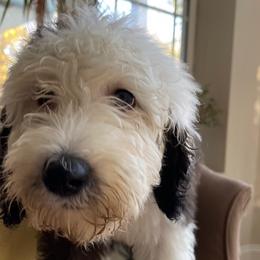 Black - Sheepadoodle puppy from CelticDoods