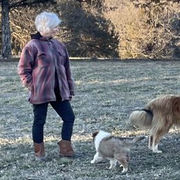 Collies from Brown Acres Collies