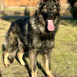 Otto - Sable German Shepherd puppy in Rockwall, Texas from Debut Shepherds