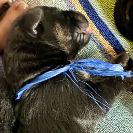 Boy 1 - Black and red male German Shepherd puppy in Rolesville, North Carolina from Ransomshire Shepherds