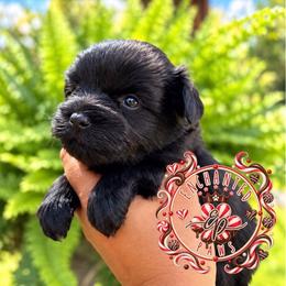 Rolo - Black male Miniature Schnauzer puppy in Dorr, Michigan from Enchanted Paws