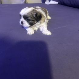 Biscotti - Brindle and white female Shih Tzu puppy in Detroit, Michigan from Added family