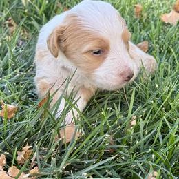 Sally - Red female Bernedoodle puppy in Springville, Utah from Oodles of Bernedoodles