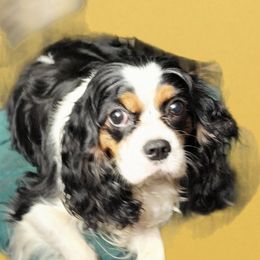 Ella - Cavalier King Charles Spaniel