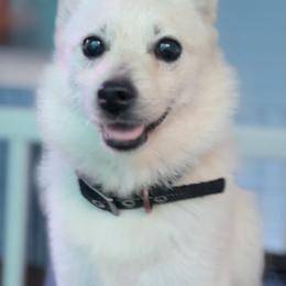 Pinkie - Schipperke
