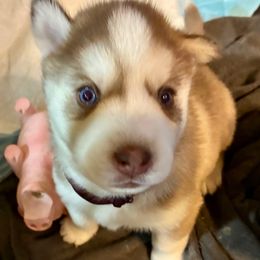 Angel - Red and white female Siberian Husky puppy in Walker, Louisiana from TRUHUSKY SIBERIANS