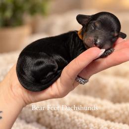 Copper - Cream male Dachshund puppy in Rogue River, Oregon from Bear Feet Dachshunds