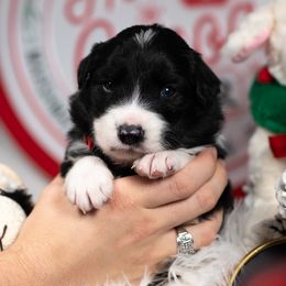 Rune - Black and white male Border Collie puppy in Conway, Missouri from 2J 2K Border Collies | Maremma Sheepdogs
