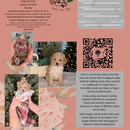 Bernedoodle, Goldendoodle, and Poodle Puppies from Anam Cara Pups