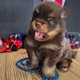 Pepper's ABC - Doremi - Chocolate and tan female Pomeranian puppy in Plant City, Florida from Pepper's Pomeranians