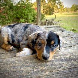 Australian Cattle Dog, Australian Shepherd, Companion Cross, and Miniature Australian Shepherd Puppies from MK Aussies