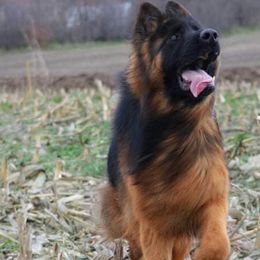 Muffina vom Vashaus - German Shepherd