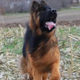 Muffina vom Vashaus - German Shepherd
