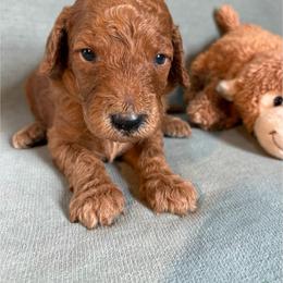 Teddy - Red  male Goldendoodle puppy in Rochester, New York from Willowgreen Goldendoodles