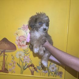 Girl 4 - Red merle female Miniature Australian Shepherd puppy in Adel, Georgia from Coast to coast Aussies