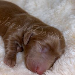 Boy 1 - Chocolate male Dachshund puppy in Chehalis, Washington from McJazzin Doxies