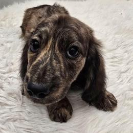 Betsy - Brindle female Dachshund puppy in Price, Utah from Stone Kennels