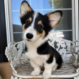 Taz (fluffy) - Black and tan male American Corgi puppy in East Oakdale, California from Rhettro Kennels