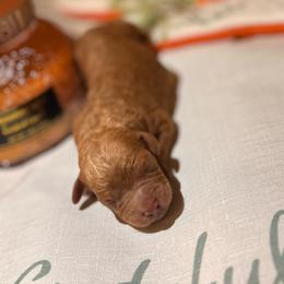 Autumn - Red male Cavapoo puppy in Raytown, Missouri from Ginger Doodle Babies