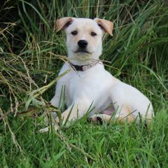 Carolina Dog Puppies from Williams Sweet Carolina