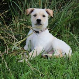 Carolina Dog Puppies from Williams Sweet Carolina