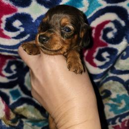 Dachshund Puppies from Scottie's Doxies