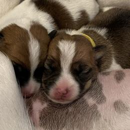 Golden Retriever and Jack Russell Terrier Puppies from Shelby Burleson's Golden Retrievers and Jack Russell Terriers