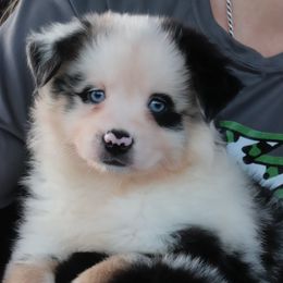Skipper - Blue merle male Miniature Australian Shepherd puppy in Goliad, Texas from Sassy Lil Aussies and Diamond W Poodles