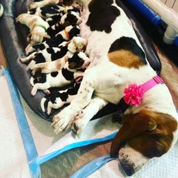 Basset Hound Puppies from Farm Town Hounds