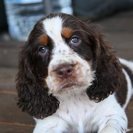 Roy - Liver white and tan male English Springer Spaniel puppy in Central, South Carolina from SarMel