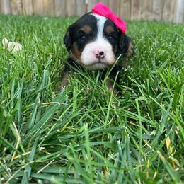 Princess Daisy-Hot Pink - Tri-color female Bernedoodle puppy in Casper, Wyoming from 307 Doodles