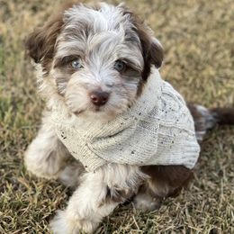 Aussiedoodles and Australian Shepherds from Chandler Mountain Aussies