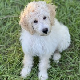 Aussiedoodle Puppies from Poodles and Doodles Most Excellent Adventures
