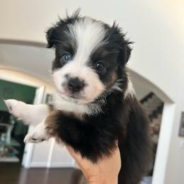 Johnny - Black tri-color male Australian Shepherd puppy in Beach City, Texas from Salt N Sass Aussies