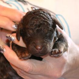 Shira - Phantom female Poodle puppy in Crewe, Virginia from Whispering Woods Farms LLC