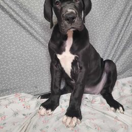 Jazz - Great Dane puppy in Bay Shore, New York from Gentle Giant Companions