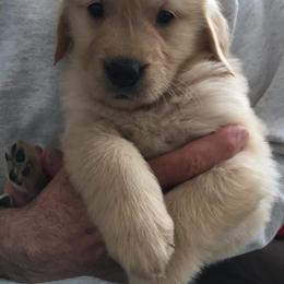 Black Russian Terrier and Golden Retriever Puppies from Russias Royalty/Goldhaven Kennel