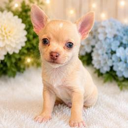 Zane - Merle male Chihuahua puppy in Bulls Gap, Tennessee from Smokey Mountain Chihuahuas