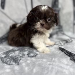 Tantor - Tricolor male Shih Tzu puppy in Las Vegas, Nevada from Vegas Shih Tzus