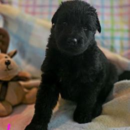 Female 1 - Black female German Shepherd puppy in Leon, West Virginia from Heart2Heart Kennels