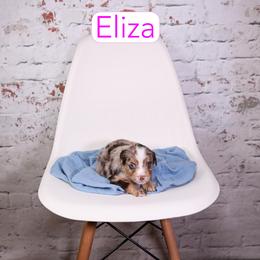 Eliza - Red merle female Assorted Doodle Crosses puppy in Calhoun, Georgia from Happy Top Doodles