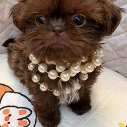 Kitara - Chocolate female Shih Tzu puppy in Orange, California from Shih Tzu Hauz
