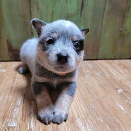 Orange Collar - Blue male Australian Cattle Dog puppy in Riverton, Utah from Rundown Ranch Cattle Dogs