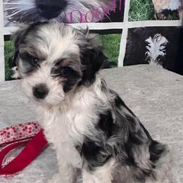 Romeo - male Australian Mountain Doodle puppy in Lincoln, Nebraska from GRand Doodles