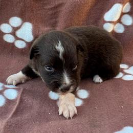 Jesse - Red & white female Miniature Australian Shepherd puppy in Stuart, Iowa from Arbor Hill Aussies