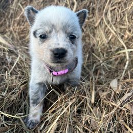 Female 4 - Blue female Australian Cattle Dog puppy in Irvington, Kentucky from Dry Valley’s Australian Cattle Dogs