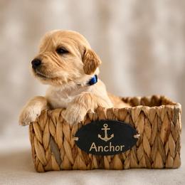 Anchor - Golden male Golden Retriever puppy in San Bernardino, California from Thegoldendreams1