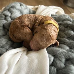Poodle Puppies from Miller Creek Standard Poodles