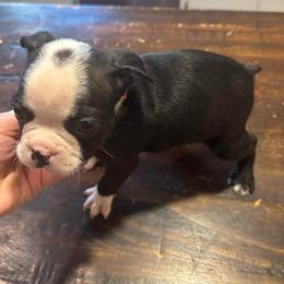 Male-orange collar - Black and white male Boston Terrier puppy in Mc Donough, Georgia from Ballard Boston Terriers