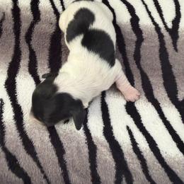 Female 3 - Piebald female Dachshund puppy in Martinsville, Virginia from Martin’s Doxies